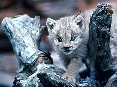 Lynx Cub, Loomis State Forest, Washington